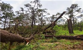 Quảng Ninh: Nỗi lo tái nghèo đối với người trồng rừng