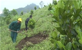 Sơn Tây (Quảng Ngãi): Xuất hiện ngày càng nhiều mô hình sản xuất hiệu quả