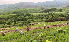 Khánh Vĩnh (Khánh Hoà): Giao đất, giao rừng cho người dân vẫn chưa được như kỳ vọng