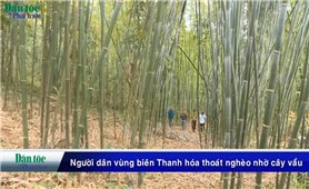 Người dân vùng biên Thanh Hóa thoát nghèo nhờ cây vầu