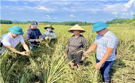 Hơn 20 nghìn lượt cán bộ khuyến nông đến địa bàn bị ảnh hưởng sau lũ hướng dẫn người dân khôi phục sản xuất