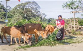 Độc đáo Tết trâu, bò của người Xạ Phang