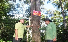 Bình Định: Đặt mục tiêu trồng 30.000 ha rừng gỗ lớn vào năm 2035