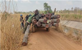 Gia Lai: Khởi tố vụ phá rừng quy mô lớn tại xã biên giới Ia Mơ