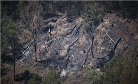 Đăk Hà (Kon Tum): Cảnh báo tình trạng người dân phát, đốt rừng lấy đất làm nương rẫy