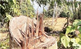 Điều tra, xử lý nghiêm vụ phá rừng làm đường dây tải điện tại Quảng Nam