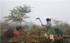 Hà Giang: Nông dân ra quân trồng hoa phục vụ Lễ hội