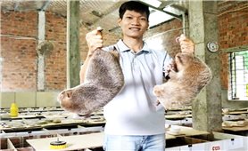 Quảng Nam: Nhiều hộ dân thu nhập hàng trăm triệu đồng từ nuôi dúi