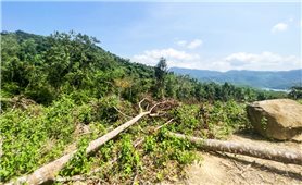 Bình Định: Khởi tố vụ án hủy hoại rừng ở huyện Vĩnh Thạnh