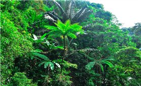 Quảng Bình: Đứng thứ 2 toàn quốc về độ che phủ rừng với trên 68%