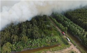 Cà Mau: Cháy lớn khiến hàng chục ha rừng tràm bị thiêu rụi