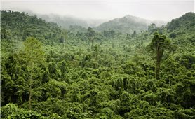 Các địa phương cần đa dạng hóa các nguồn vốn thực hiện nâng cao chất lượng rừng