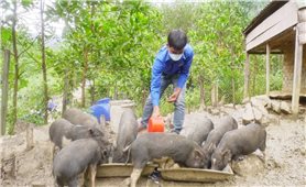 Quảng Nam: Triển khai dự án đa dạng hóa sinh kế và phát triển mô hình giảm nghèo