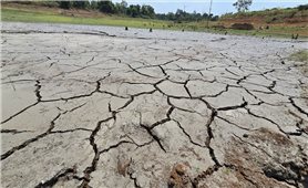 Gia Lai: Hạn hán gây thiệt hại gần 380 ha cây trồng