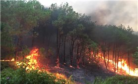 Thủ tướng Chính phủ yêu cầu chủ động, tăng cường các biện pháp cấp bách phòng cháy, chữa cháy rừng