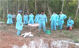 Quảng Trị: Chi hơn 11 tỷ đồng hỗ trợ thiệt hại cho người chăn nuôi do dịch tả lợn châu Phi