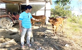 Đăk Hà (Kon Tum) hỗ trợ bò sinh sản nhưng khi nhận lại là bê: Thanh tra huyện chỉ ra hàng loạt khuyết điểm, sai phạm của UBND xã Ngọk Wang