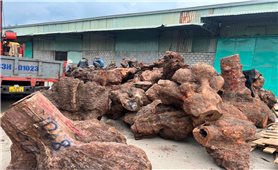 Quảng Nam: Bắt quả tang vụ vận chuyển trái phép lô gỗ xá xị hơn 3 tỷ đồng