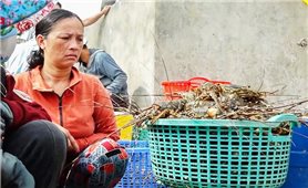 Tôm hùm, cá ở Phú Yên tiếp tục chết bất thường, đã gom gần 100 tấn