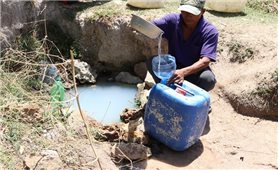 Khô hạn ảnh hưởng hằng trăm ha cây trồng ở Ninh Thuận