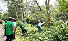 Bảo tồn và phát triển tài nguyên cây thuốc tại Vườn quốc gia Cúc Phương