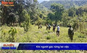 Vấn đề - Sự kiện (Tuần 21): Khi người gác rừng bỏ việc