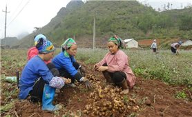 Hiện thực hóa khát vọng vươn tầm nông sản Việt: Kinh tế tập thể - “hơi thở” của chuỗi giá trị hàng hóa (Bài 1)