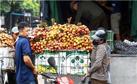 Vải thiều Lục Ngạn mất mùa chưa từng có