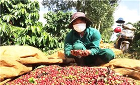 Sản lượng cà phê Việt Nam ước giảm mạnh do El Nino