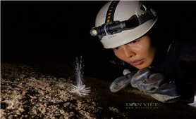 Phát hiện sinh vật lạ trong hang động sâu ở Phong Nha - Kẻ Bàng