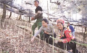 Người La Hủ trồng sâm Lai Châu