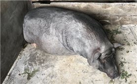 Lạng Sơn: Dịch tả lợn châu Phi lan rộng, 35 xã công bố dịch