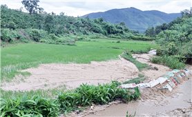 Đăk Hà (Kon Tum): Lượng lớn đất san lấp trái quy định bị nước cuốn trôi gây bồi lấp ruộng lúa của người dân