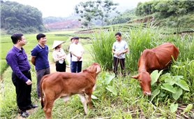 Đại Từ (Thái Nguyên): Chính sách dân tộc giúp đồng bào DTTS vươn lên thoát nghèo