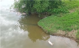 Truy tìm thủ phạm vứt 20 con lợn chết xuống sông