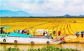 Tin vui từ xuất khẩu gạo của Việt Nam