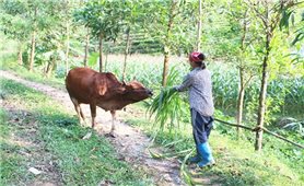 Võ Nhai (Thái Nguyên): Vận dụng nguồn lực chính sách tạo sinh kế giúp người dân thoát nghèo