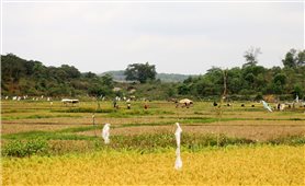 Bon Pi Nao làm nên những mùa vàng trên vùng đất sình lầy
