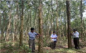 Sự sống nơi rừng xanh Quảng Trị: Rừng “trả phí” cho người (Bài 2)