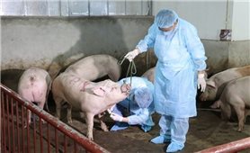 Thực hiện nghiêm các biện pháp phòng, chống bệnh Dịch tả lợn Châu Phi