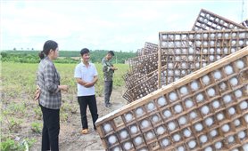 Kon Tum: Nông dân Đăk Hà phát triển nghề trồng dâu nuôi tằm