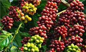 Giá cà phê trong nước vượt 125.000 đồng/kg