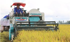 Cơ hội mới của người trồng lúa