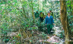 Bình Định: Phân bổ hơn 30 tỷ đồng phát triển kinh tế nông, lâm nghiệp