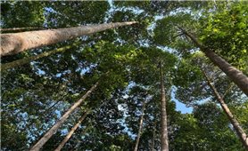 Cơ hội gia tăng giá trị rừng trồng từ Hệ thống chứng chỉ rừng quốc gia
