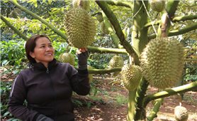 Tìm “nữ hoàng” sầu riêng