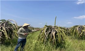 Bình Thuận: Còn nhiều lao động làm nông, lâm, ngư, diêm nghiệp chưa tham gia BHYT