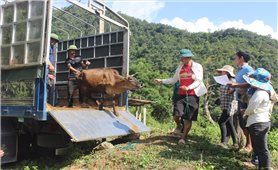 Triển khai Chương trình MTQG 1719 ở Lai Châu: Nhiều Dự án đang phát huy hiệu quả (Bài 1)