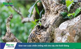 Gian nan cuộc chiến chống mối cho cây chè Suối Giàng