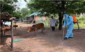 Hỗ trợ sinh kế cho đồng bào DTTS: Cần phải có biện pháp với những yếu tố gây ảnh hưởng đến hiệu quả